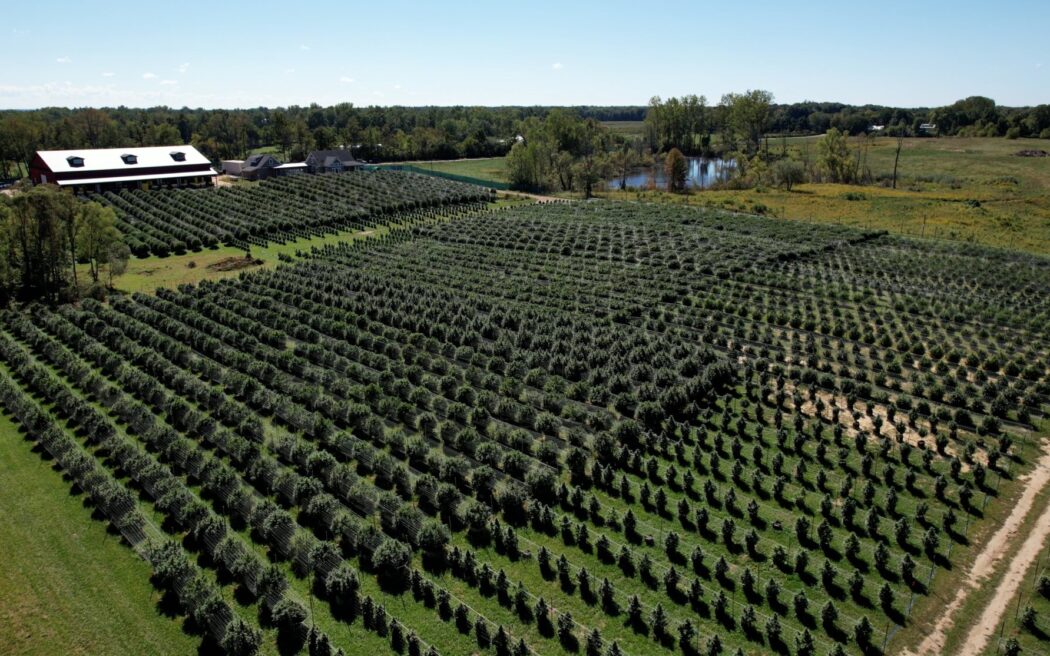 Sapphire Farms