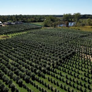 Sapphire Farms