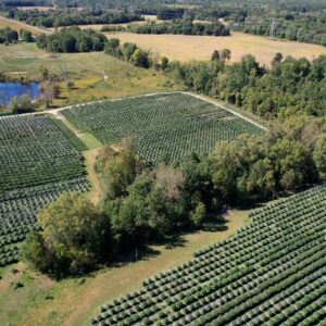 Sapphire Farms