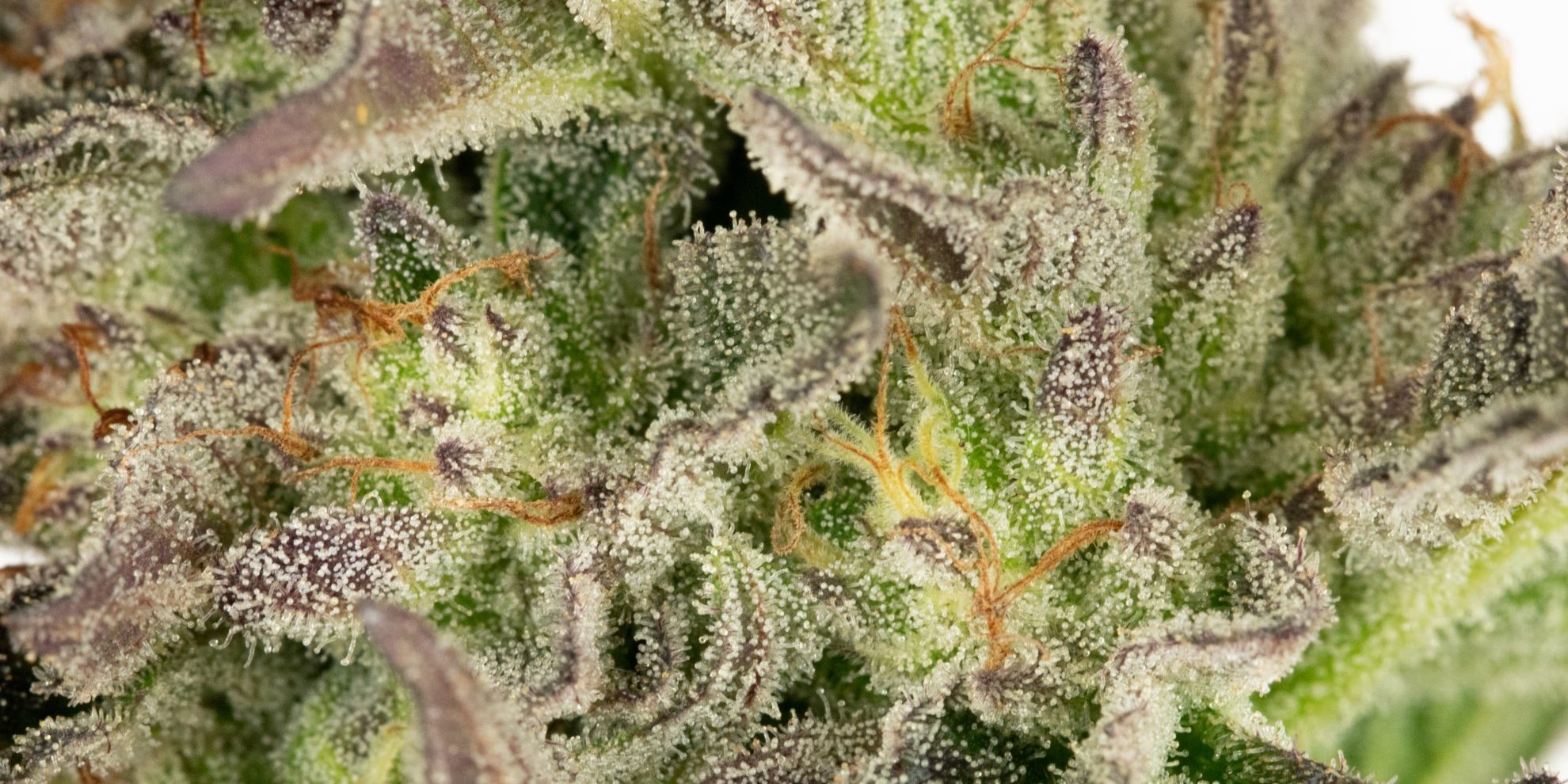 gmo-eastside-flower gmo-eastside-flower
