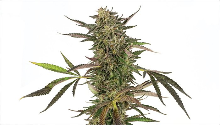 organic cannabis flower